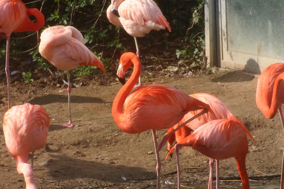 k-Zoo 270.jpg